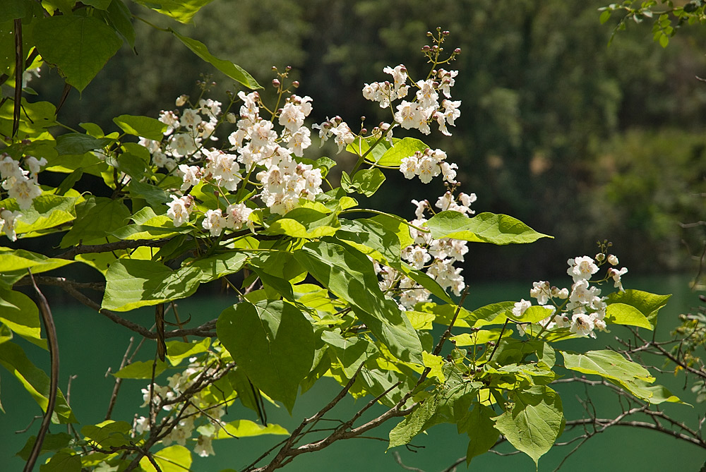 Hojas e inflorescencias piramidales