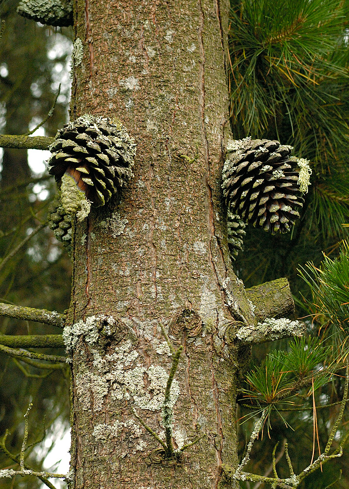 Piñas sobre los troncos