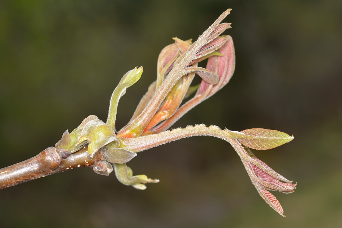 Brote primaveral.