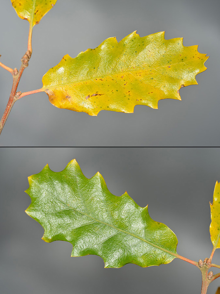 Detalle del margen foliar en hojas adultas