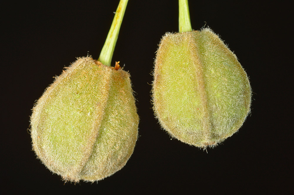 Frutos