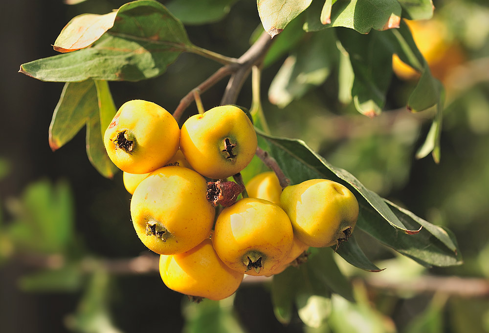 Frutos amarillentos (acerolas).
