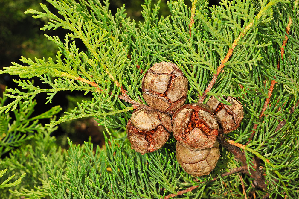 Piñas maduras.