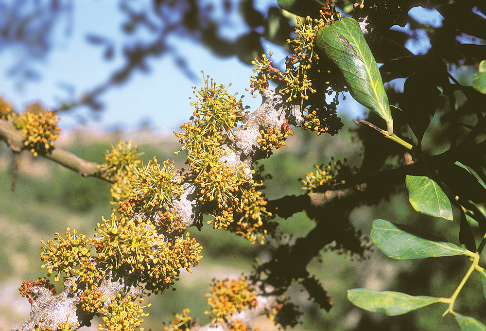 Inflorescencias masculinas