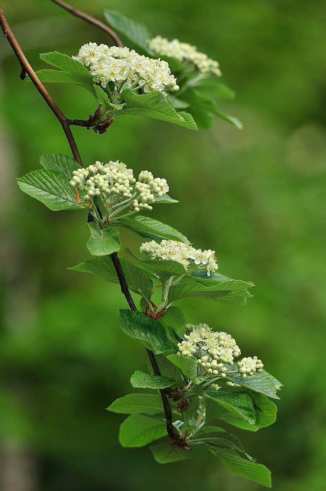Inflorescencias