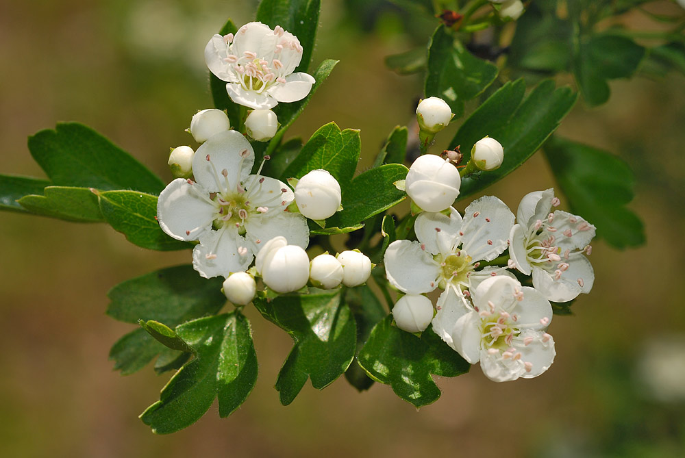Hojas y flores.