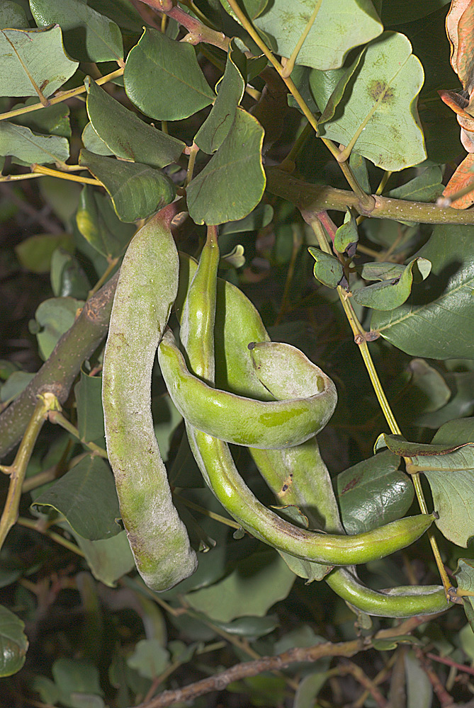 Frutos (algarrobas)