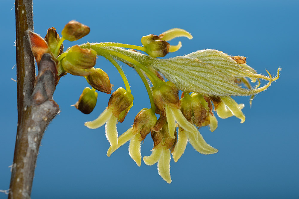 Brote primaveral con hojas y flores.