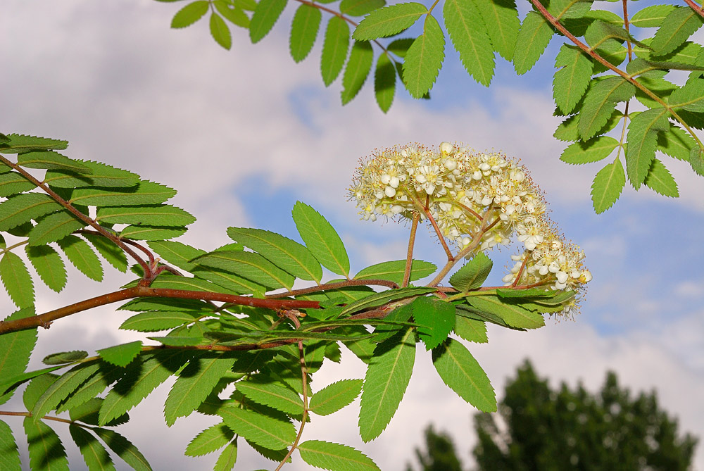 Hojas e inflorescencia