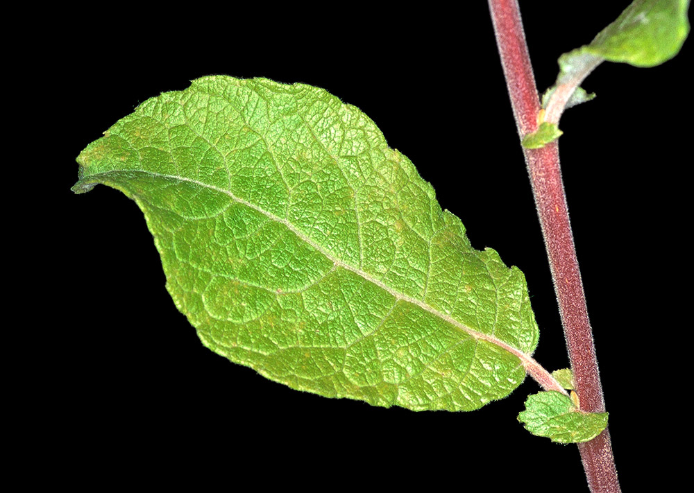 Hoja que aun conserva las estípulas.
