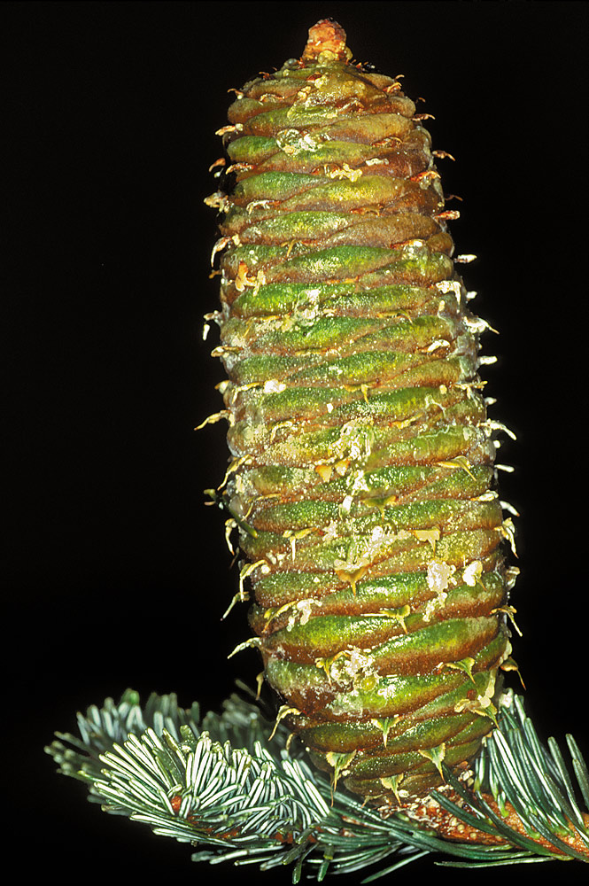 Piña erguida con las escamas tectrices visibles