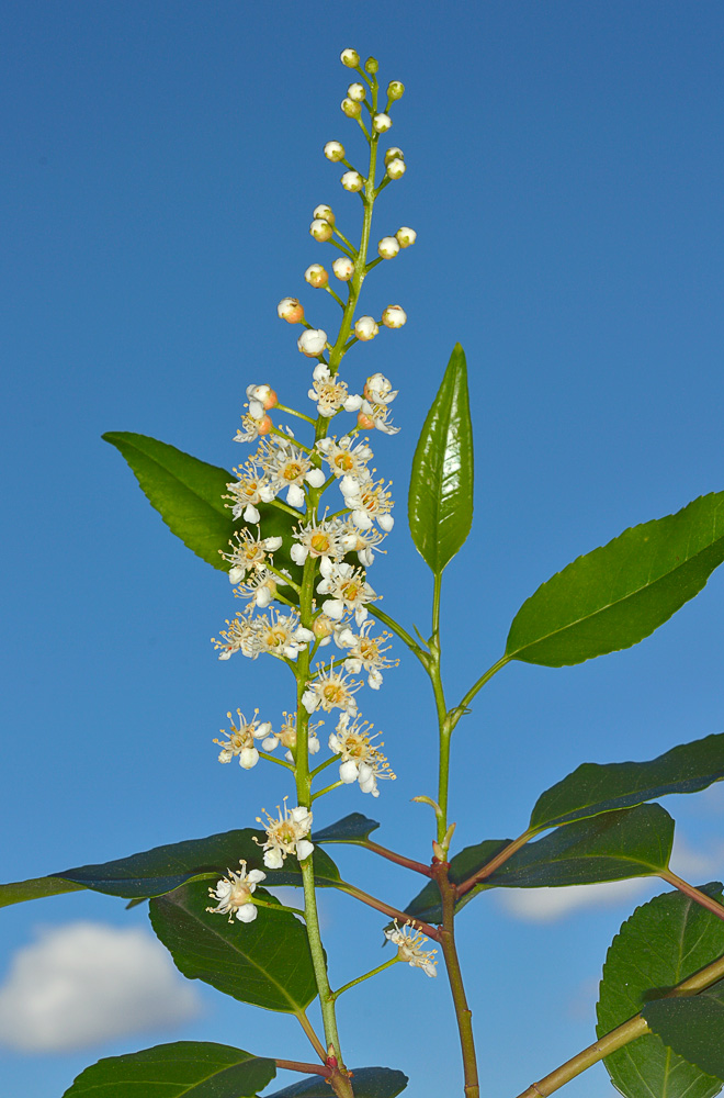 Hojas e inflorescencia.