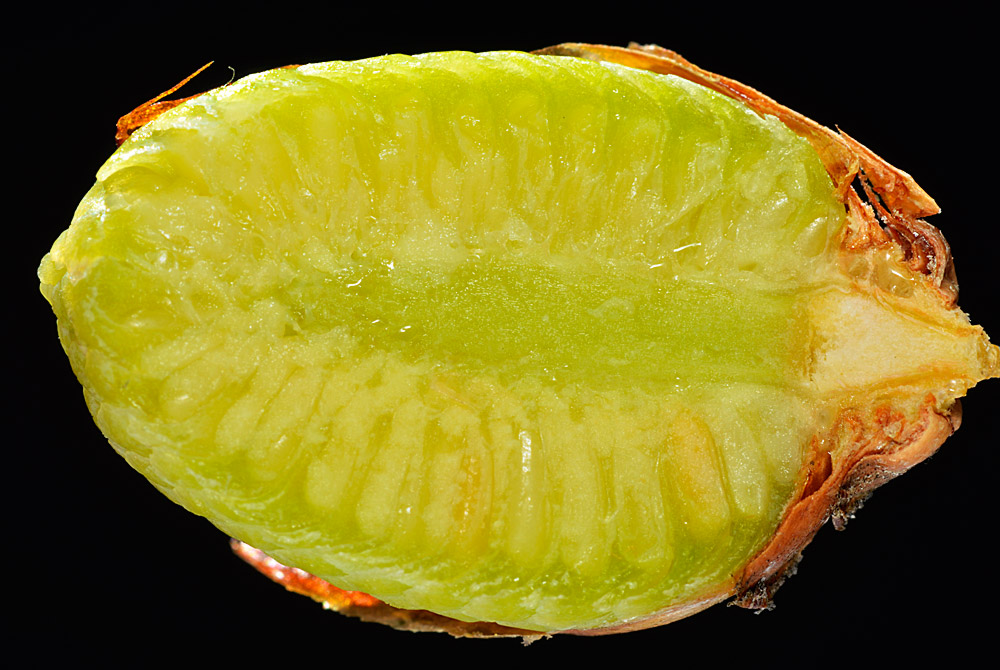 Sección de la flor masculina inmadura.