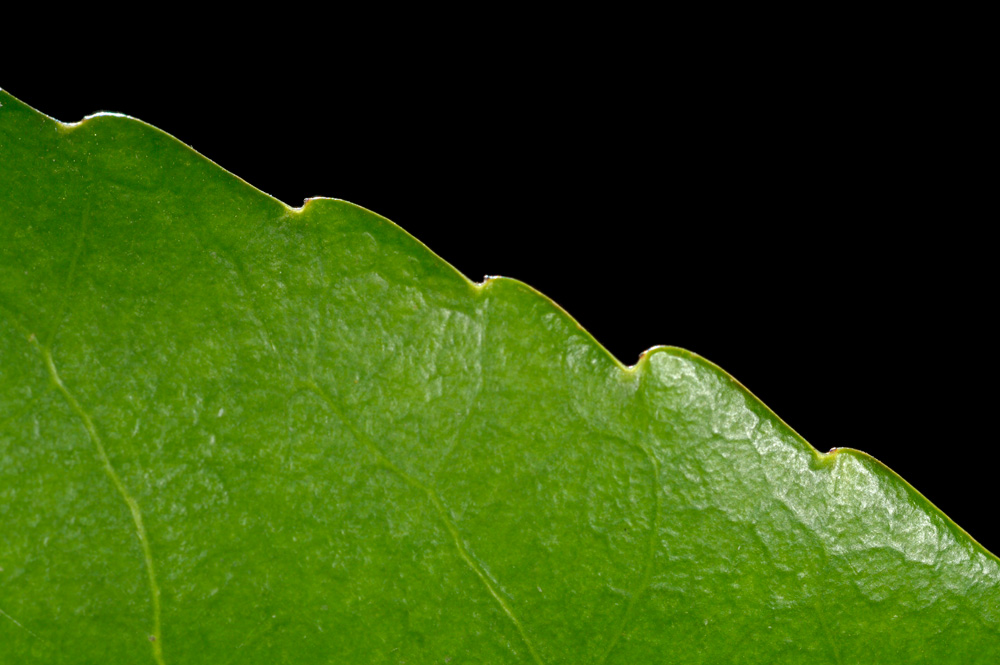 Borde de la hoja.