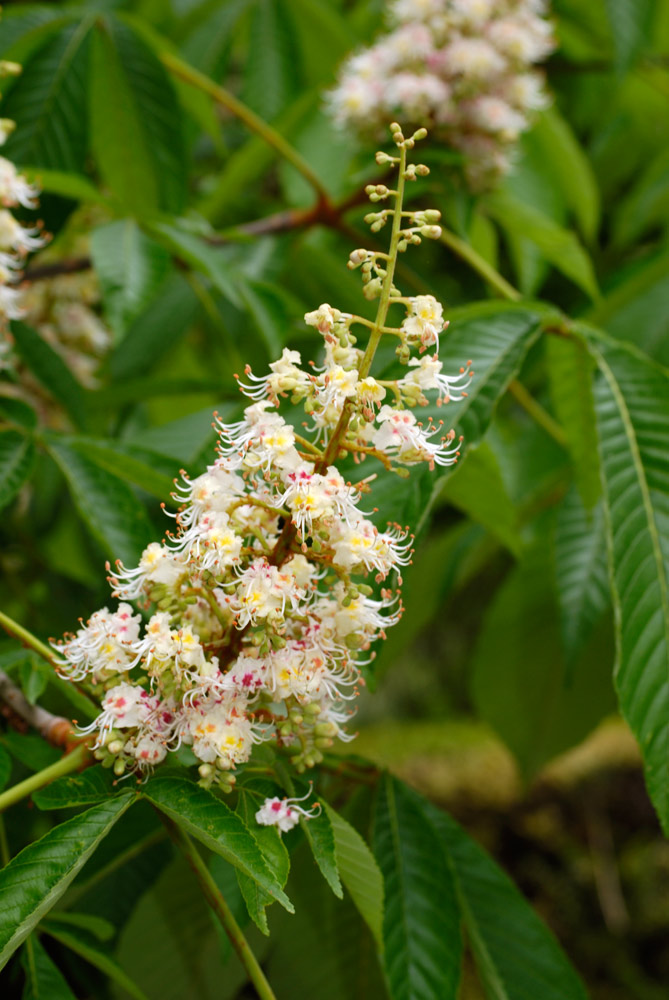 Inflorescencia piramidal