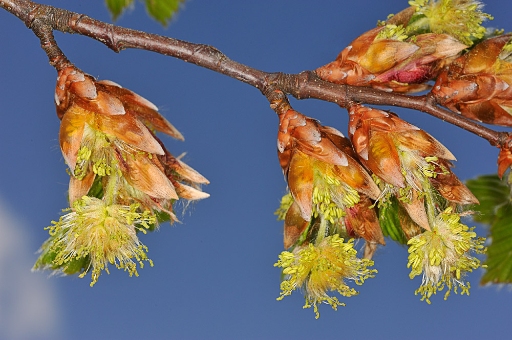 Inflorescencias masculinas.