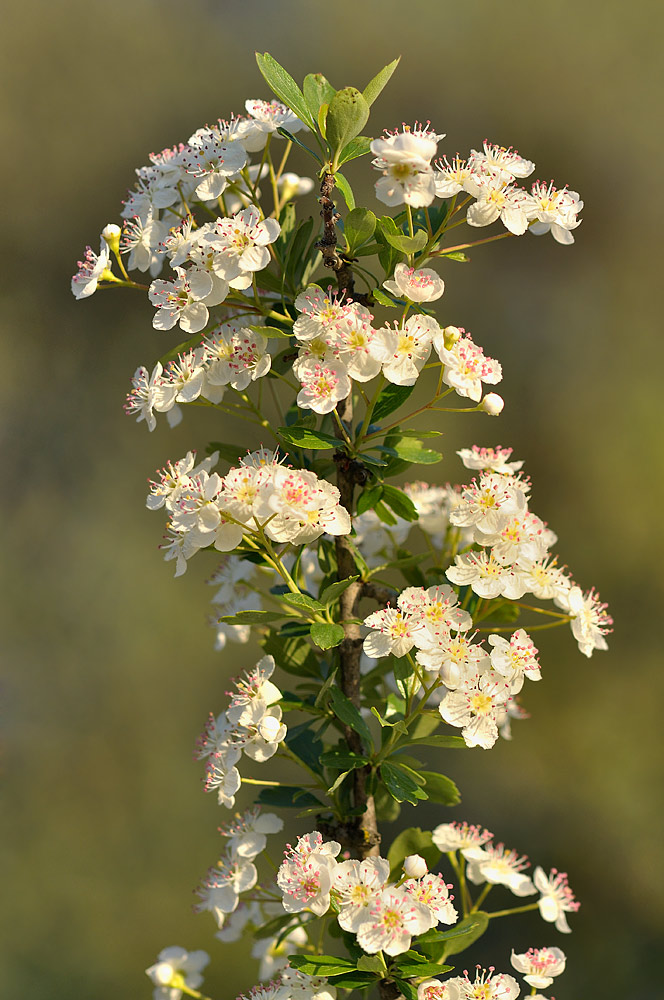 Rama con inflorescencias corimbiformes
