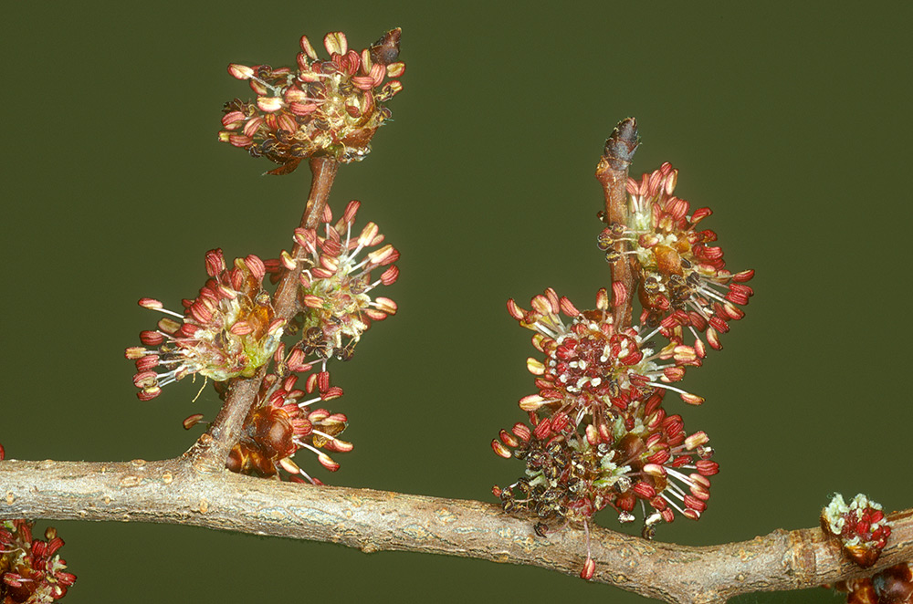 Inflorescencias de aparición temprana.