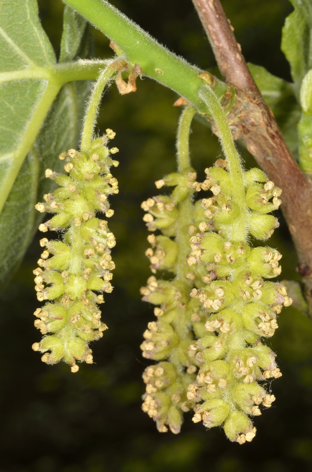 Inflorescencia de flores masculinas