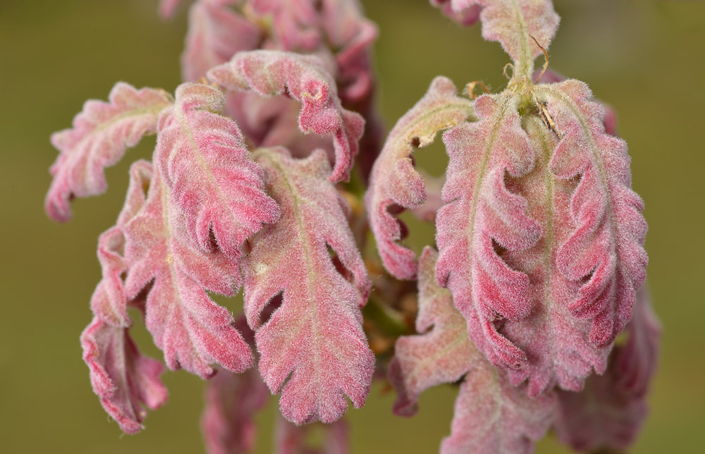 Brotes primaverales tomentosos y rosados.
