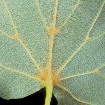 Tilia cordata