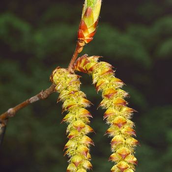 Carpinus betulus