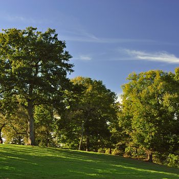 Quercus robur
