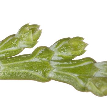 Calocedrus decurrens