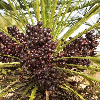 Chamaerops