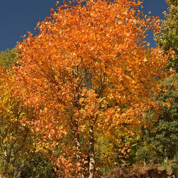 Acer opalus