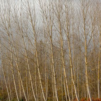 Populus alba