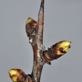 Crataegus monogyna