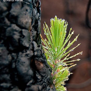 Pinus canariensis