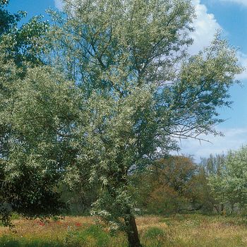 Elaeagnus
