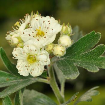 Crataegus laciniata
