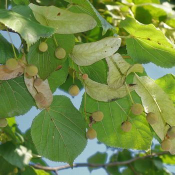Tilia cordata