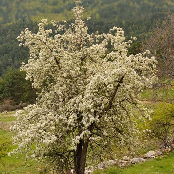 Malus