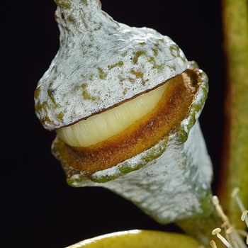 Eucalyptus globulus