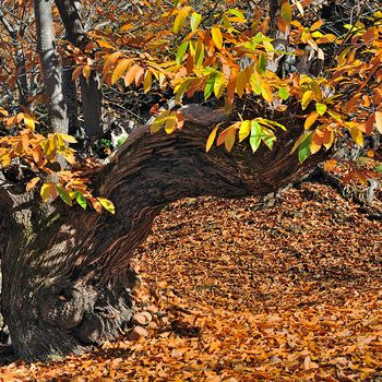 Castanea