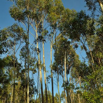 Eucalyptus