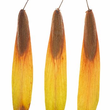 Fraxinus ornus