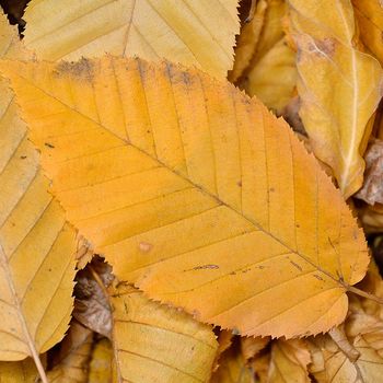 Carpinus betulus