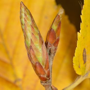 Carpinus