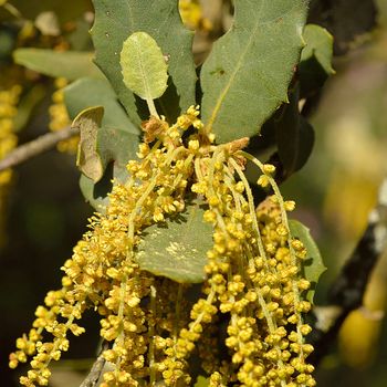 Quercus ilex