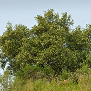 Olea