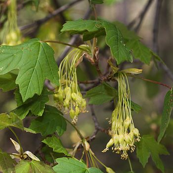 Acer granatense