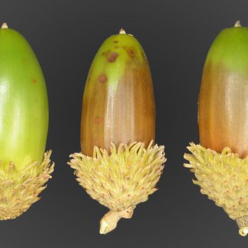 Quercus suber