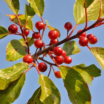 Frangula alnus