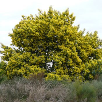 Acacia