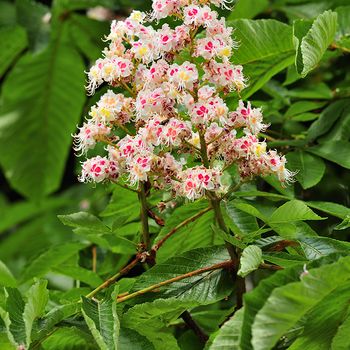 Aesculus hippocastanum